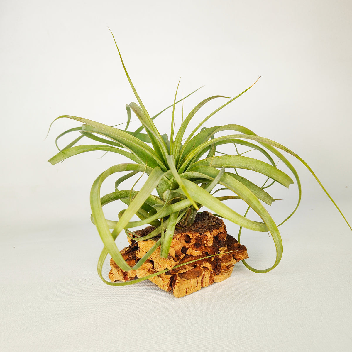 Tillandsia Firestorm