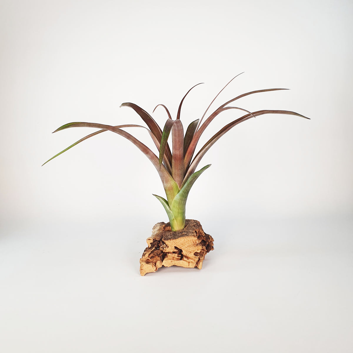 Tillandsia Flabellata Dark Leaf Spirit