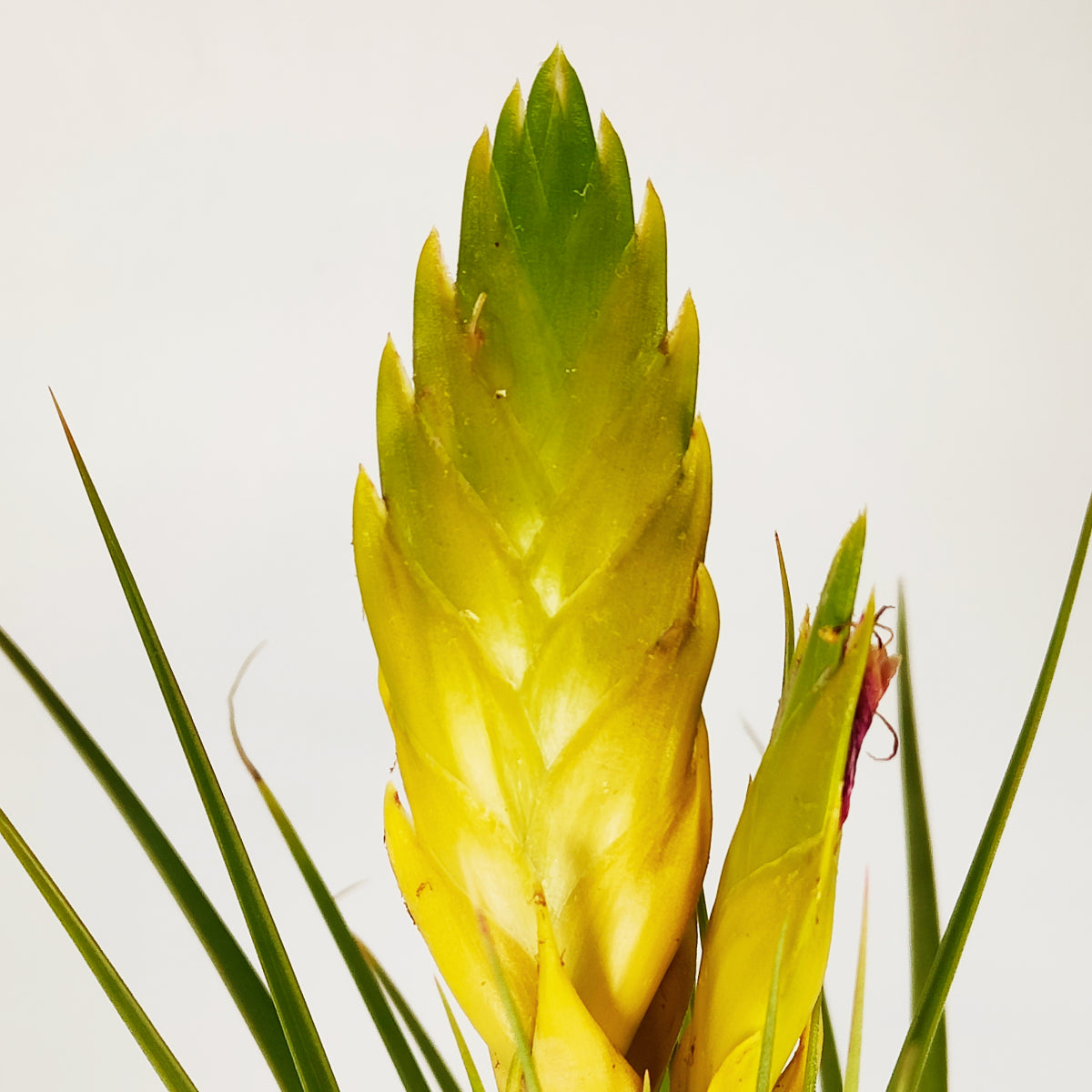 Tillandsia Flavobracteata