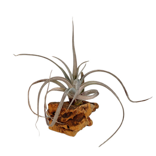 Tillandsia Fresnilloensis