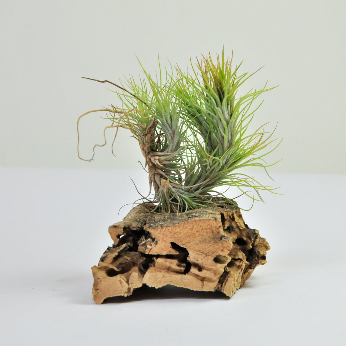 Funckiana Pulk Tillandsia