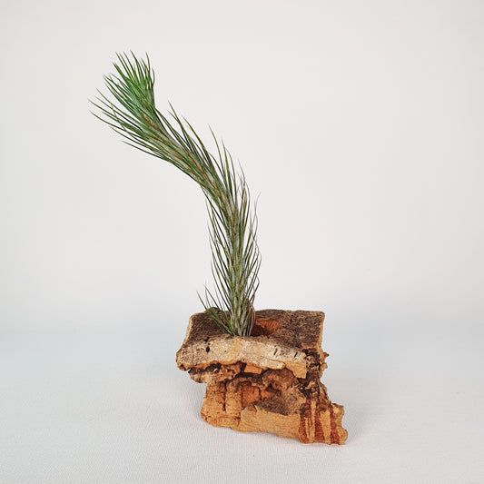 Tillandsia Funckiana Typ 1
