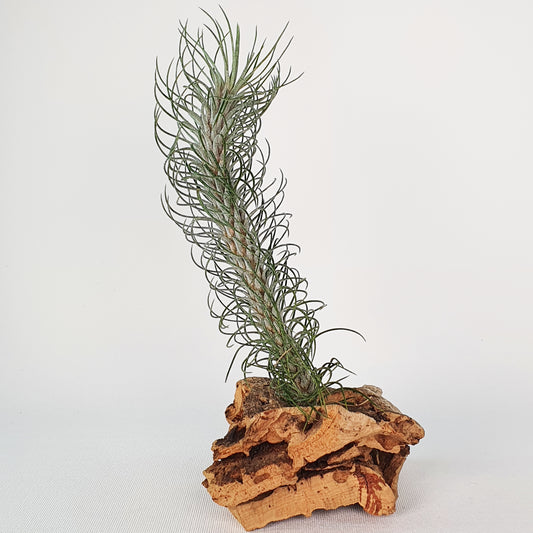 Tillandsia Funckiana Typ 2