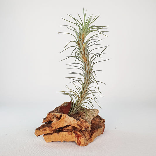 Tillandsia Funckiana Typ 3