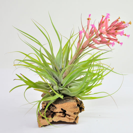 Geminiflora Tillandsia