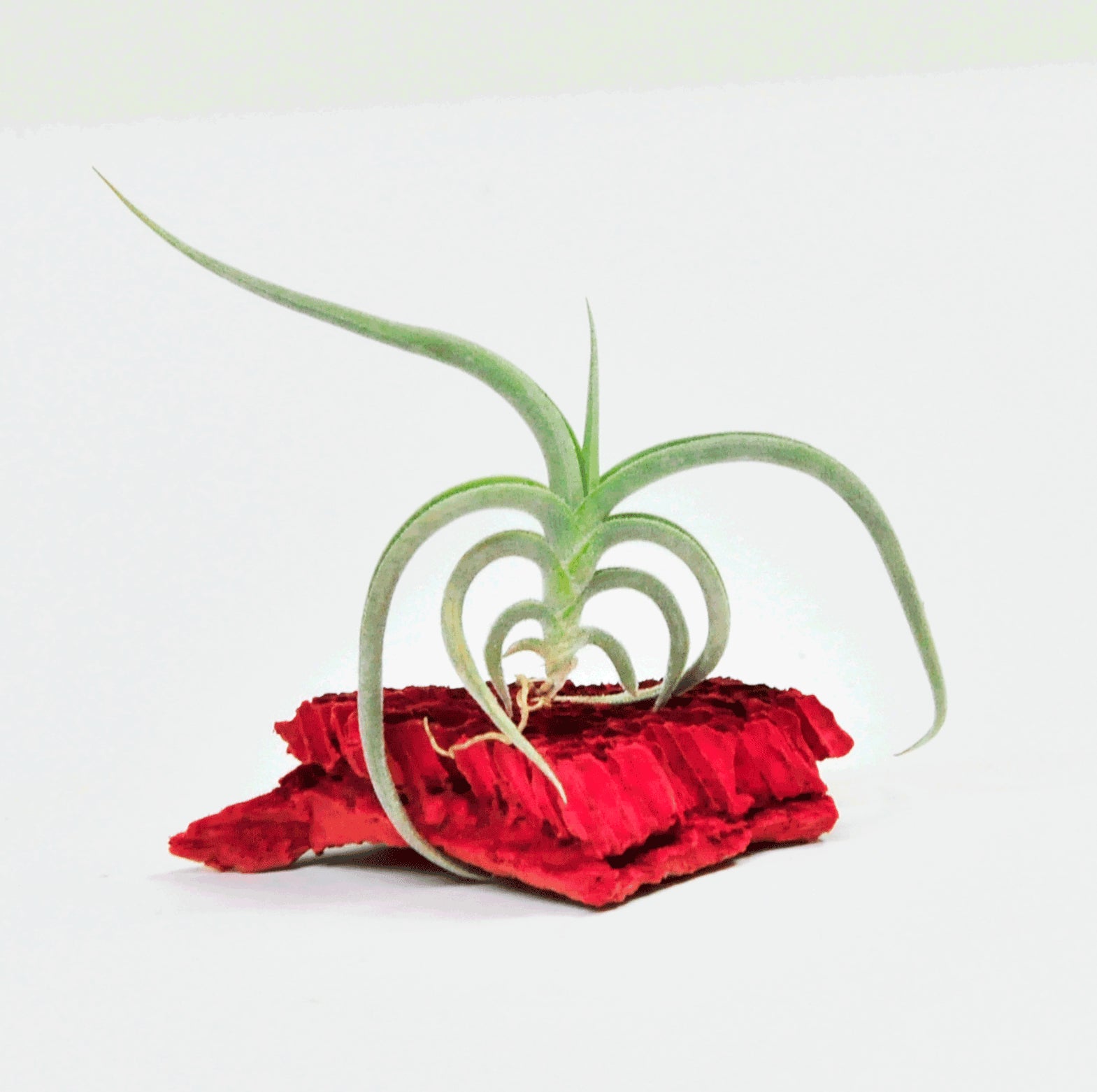 Tillandsia Gilliesii