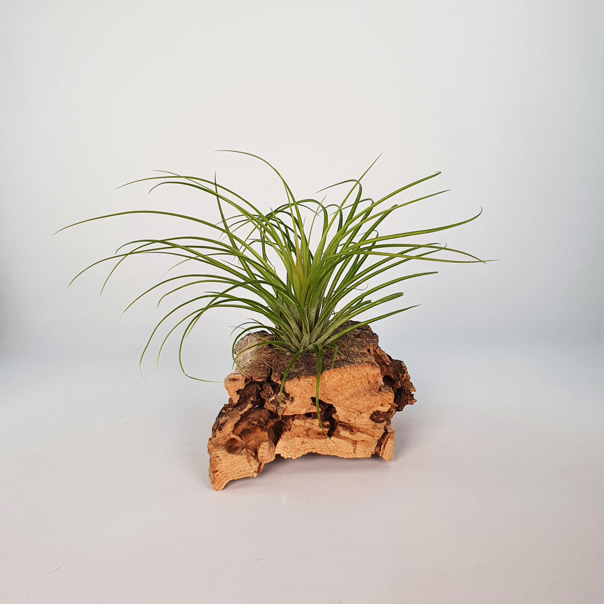 Tillandsia Globosa