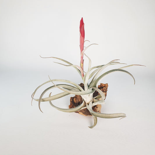 Harrisii Tillandsia