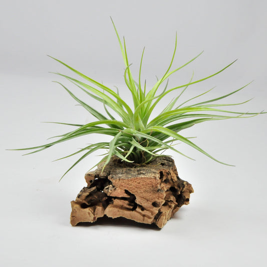 Teunifolia x Stricta Hart Tillandsia Hybride