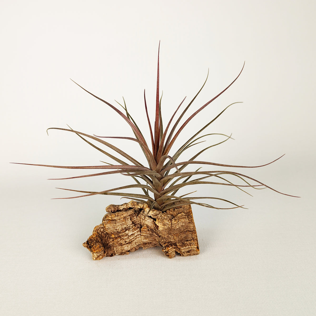 Tillandsia Holms Luftseite