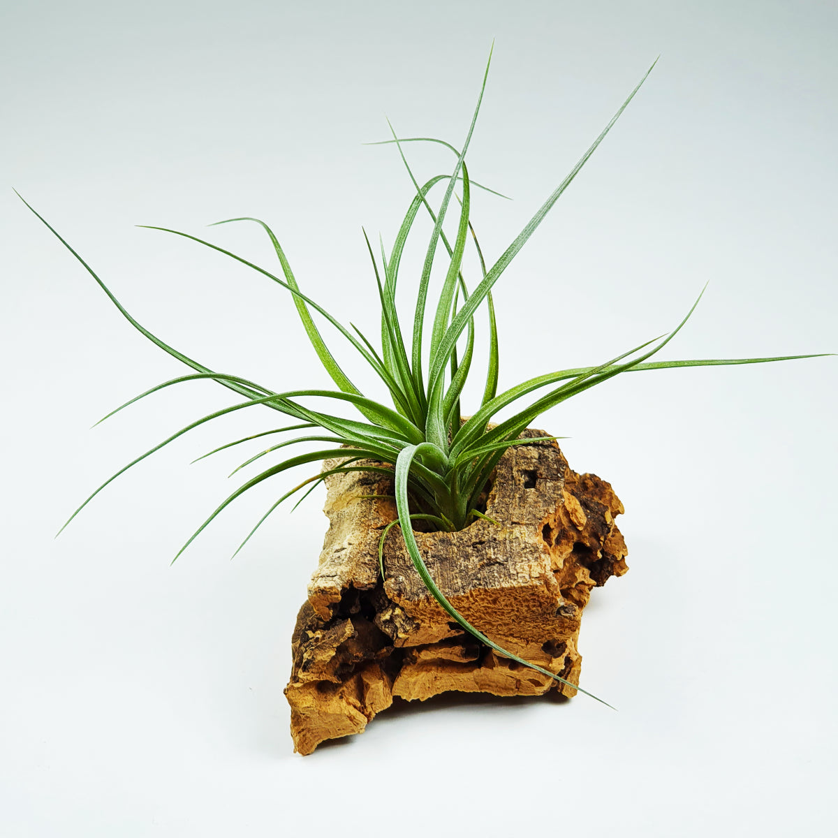 Holm´s Alberose x Tenuifolia Amethyst Tillandsia