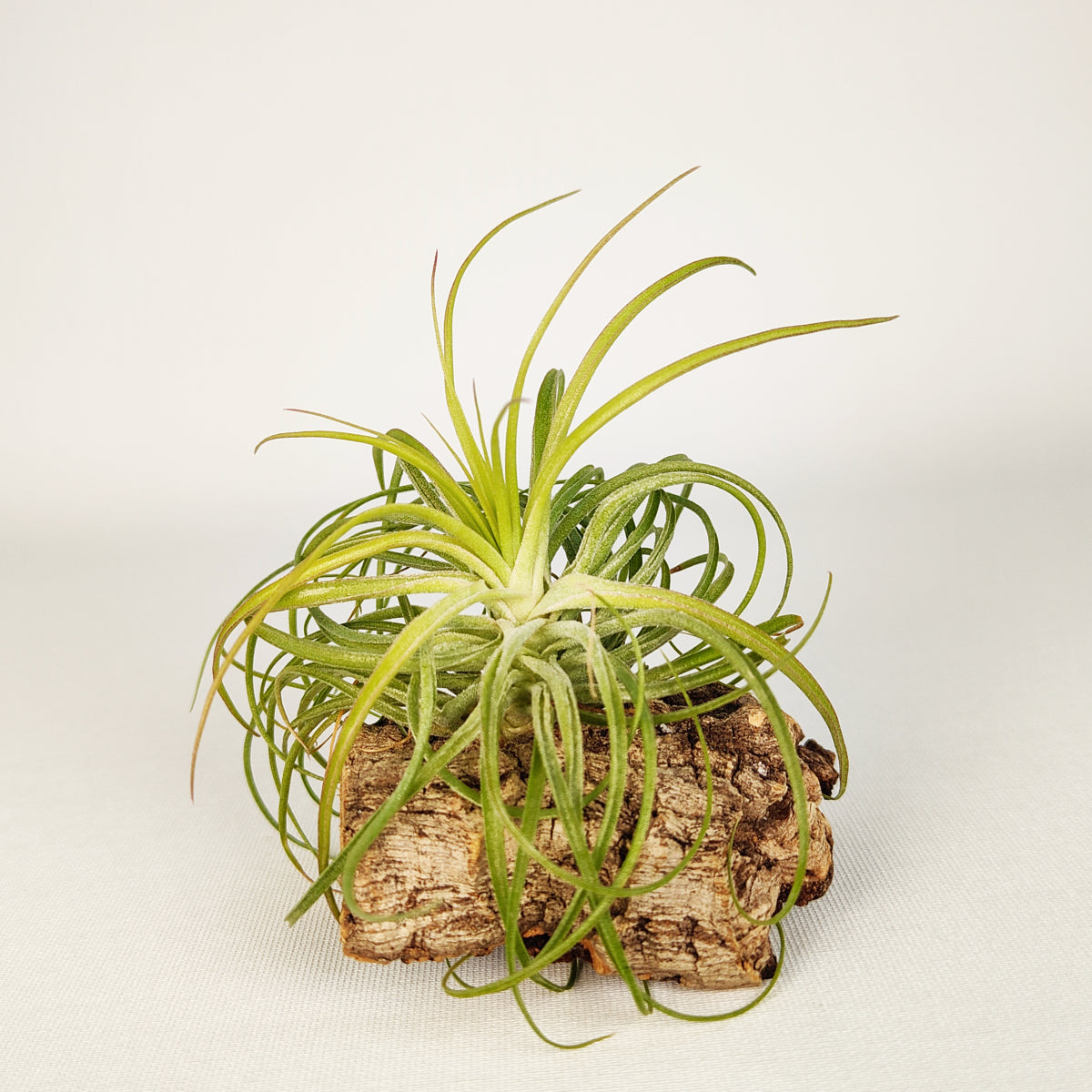 Tillandsia Holms Ideal x Erinnern Sie sich an Bob Holms