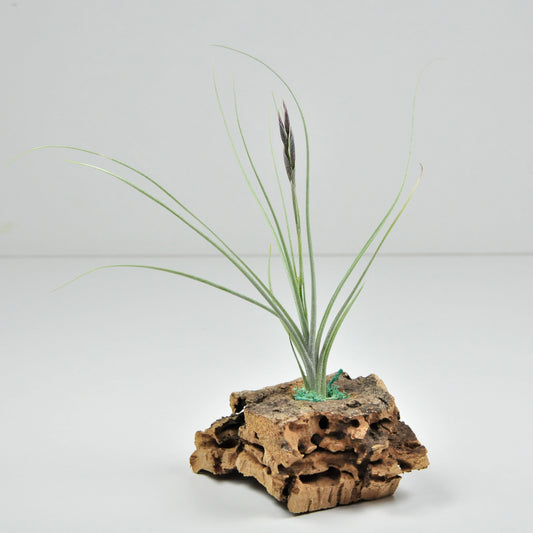 Holm´s Mikado Tillandsia