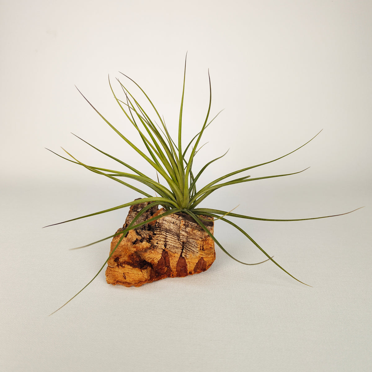 Tillandsia Holms Quarzit