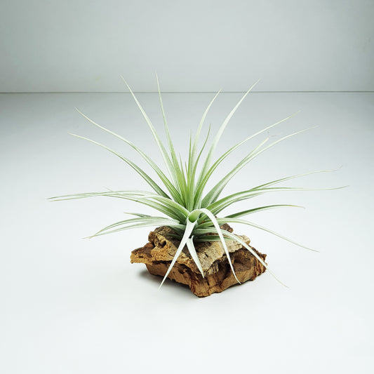 Holms Rosengarten Tillandsia