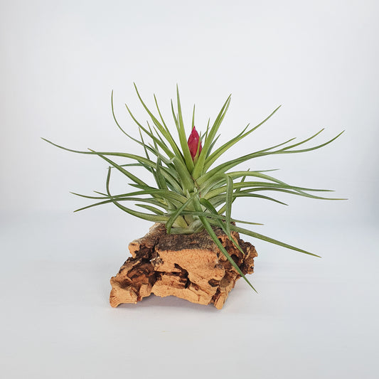 Holms Rosenquarz Tillandsia