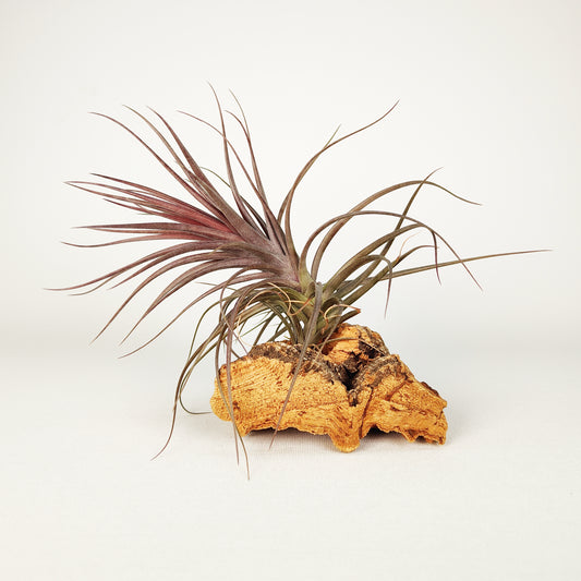 Tillandsia Holms Rosmarin