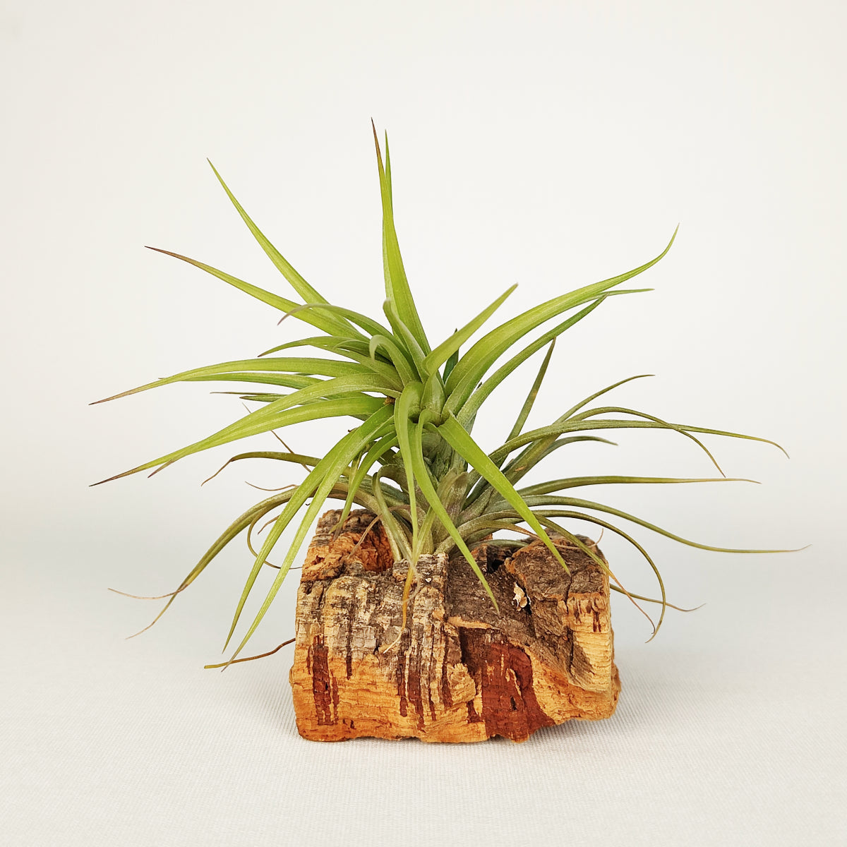 Tillandsia Holm´s Starfruit x Holm´s Star Rose