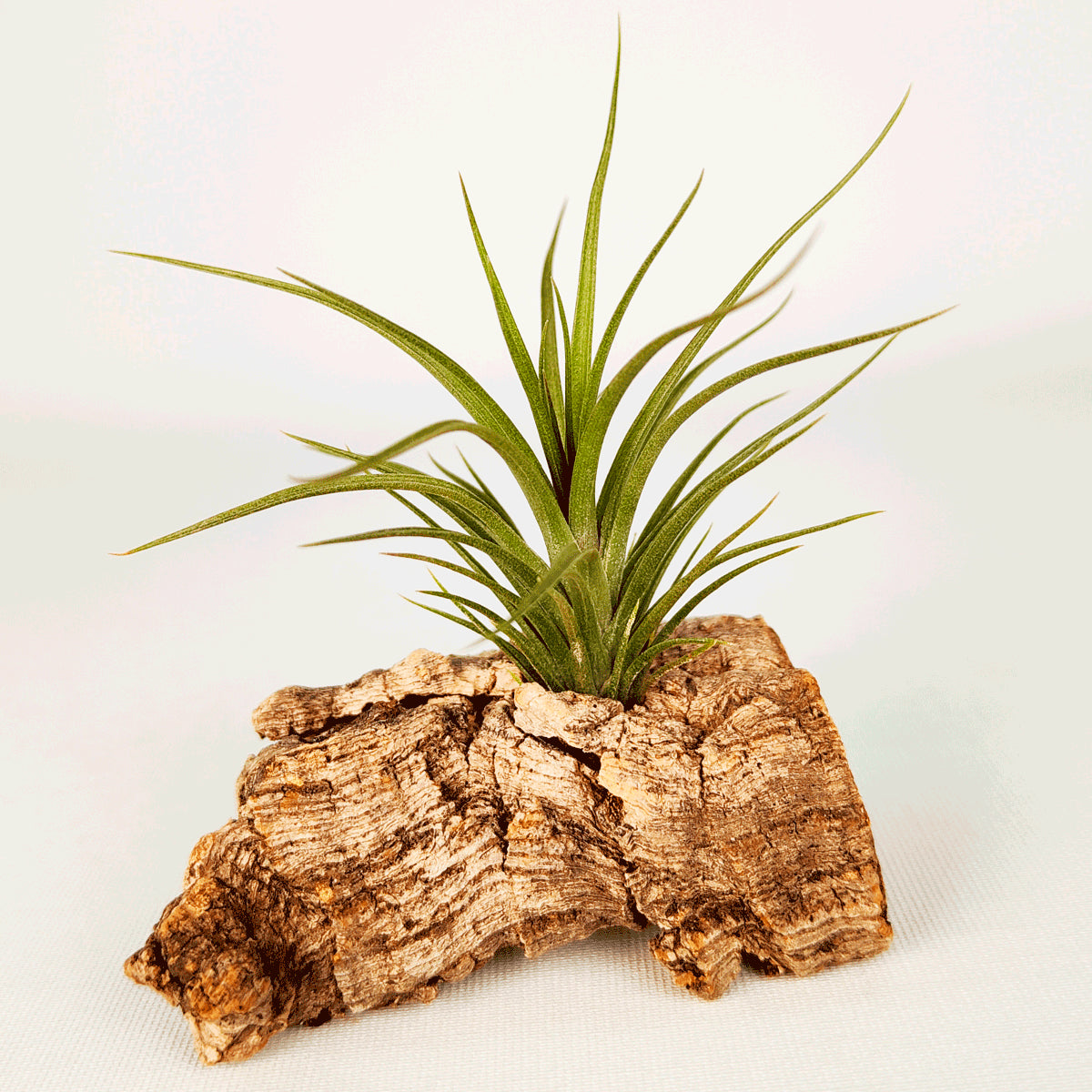 Tillandsia Holm´s Twin Star x Caulescens