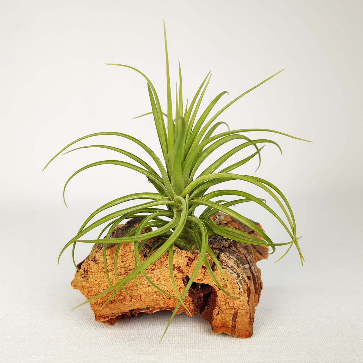 Tillandsia Holm's Twistem