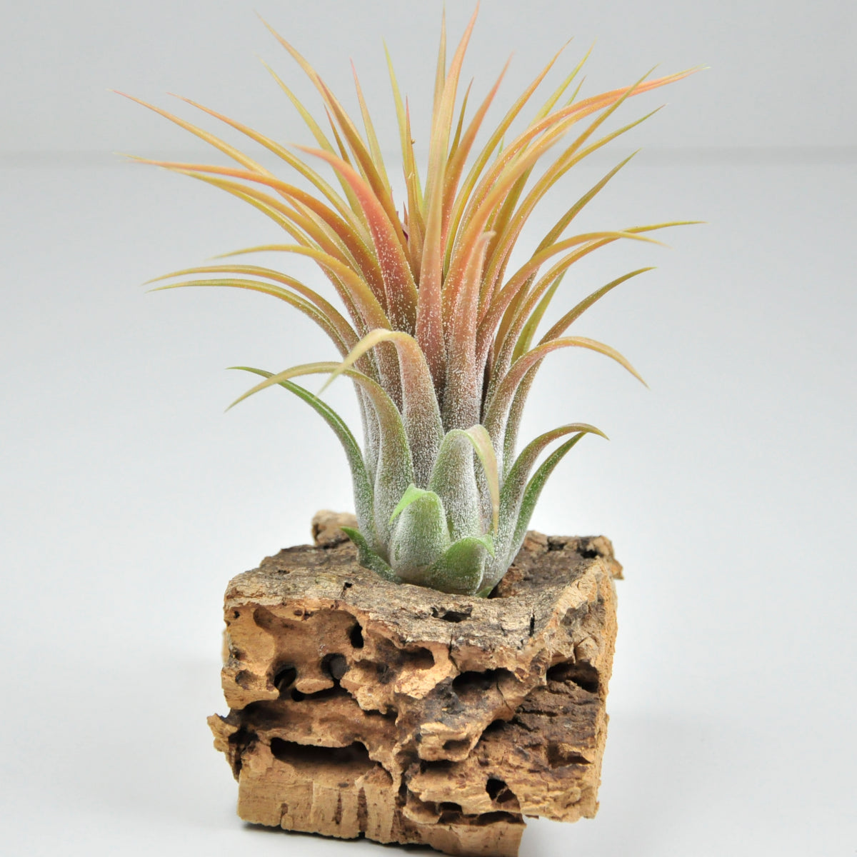 Holm's Volcano Tillandsia