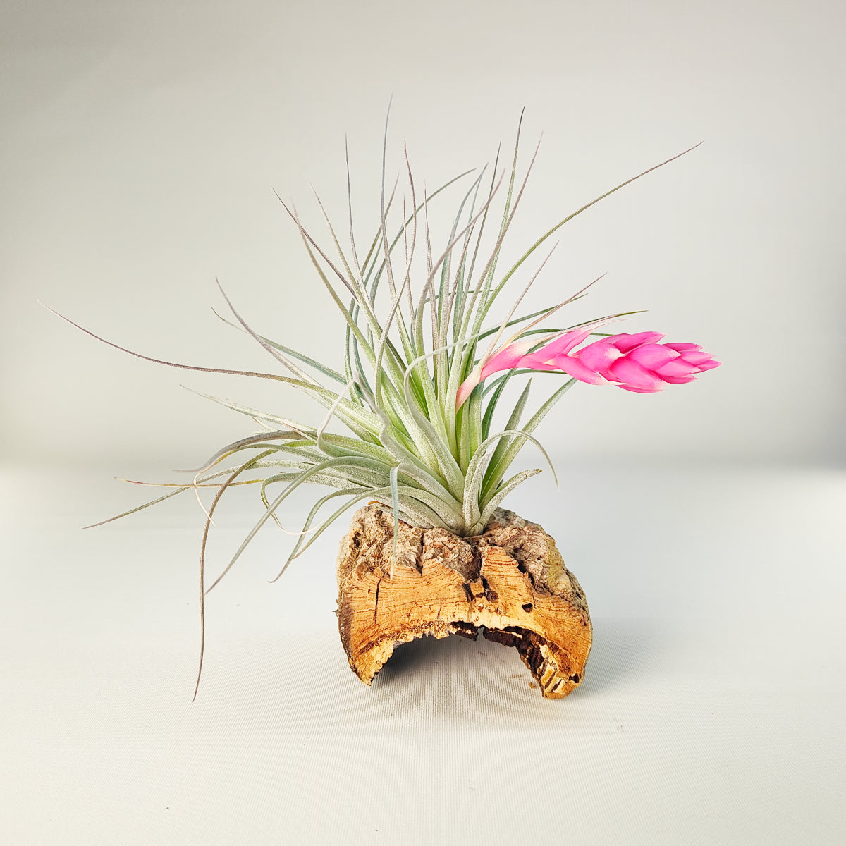 Houston candy Tillandsia