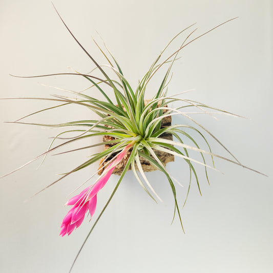 Tillandsia Houston Candy