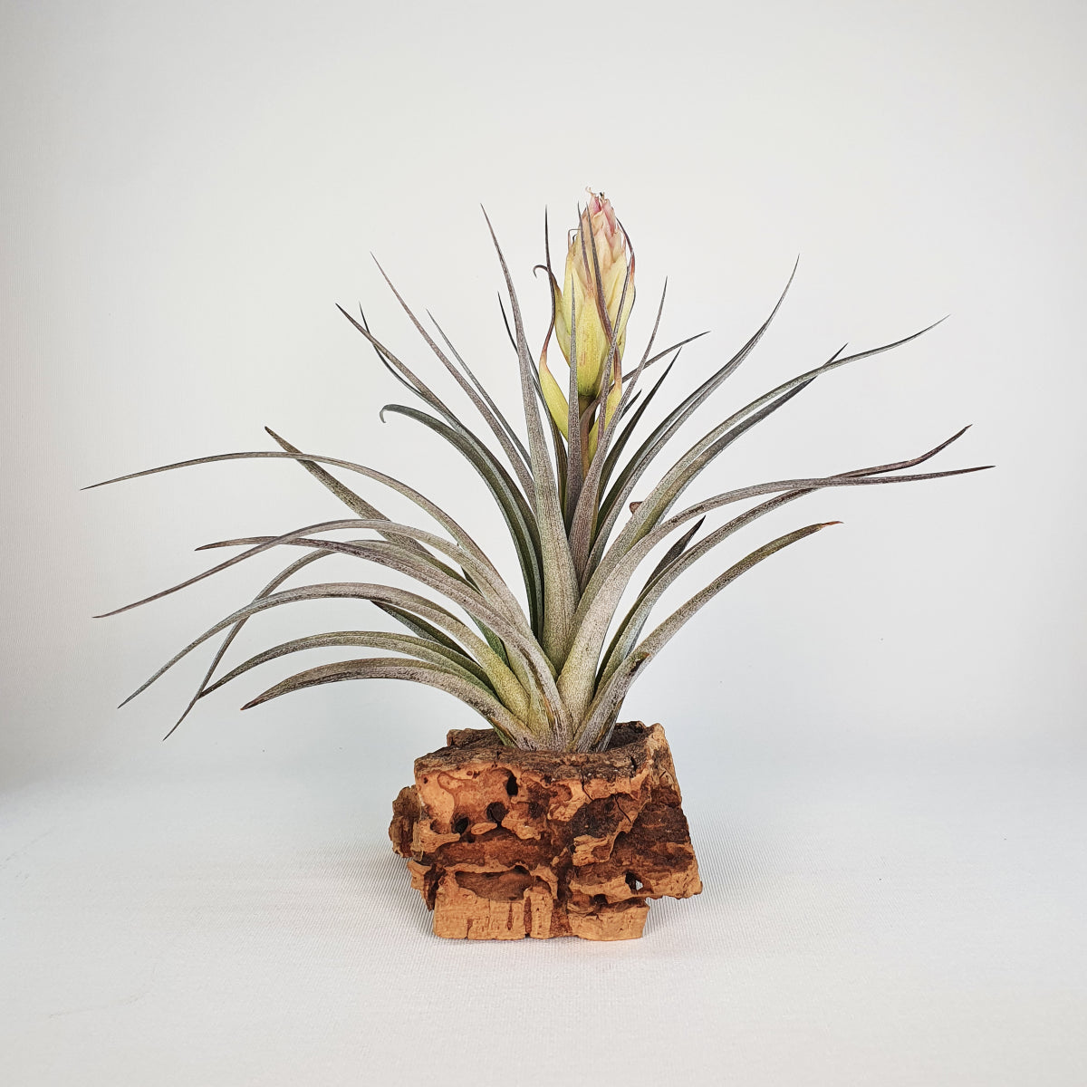 Tillandsia Houston Colossus   (Stricta x Recurvifolia)