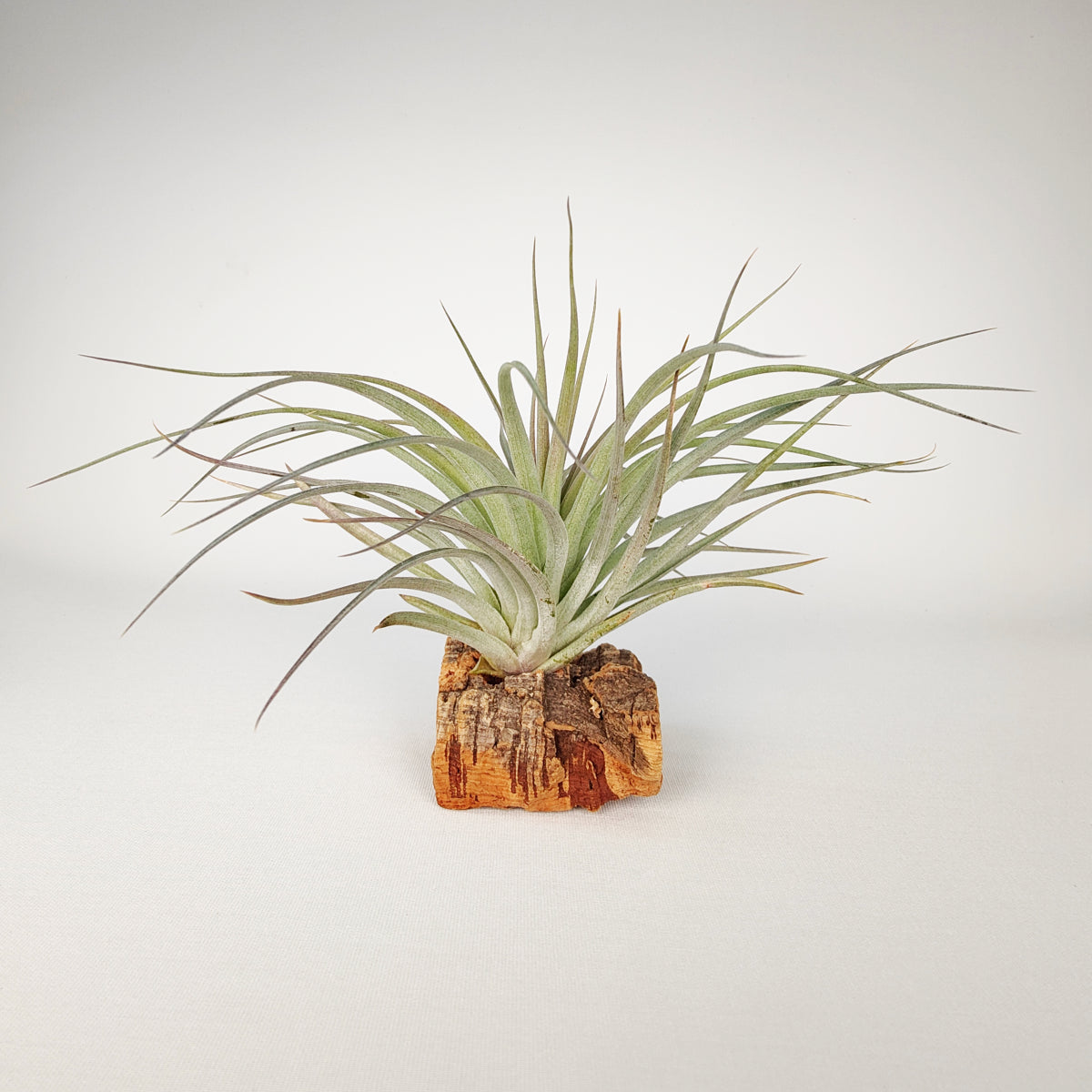 Tillandsia Houston Dark Red