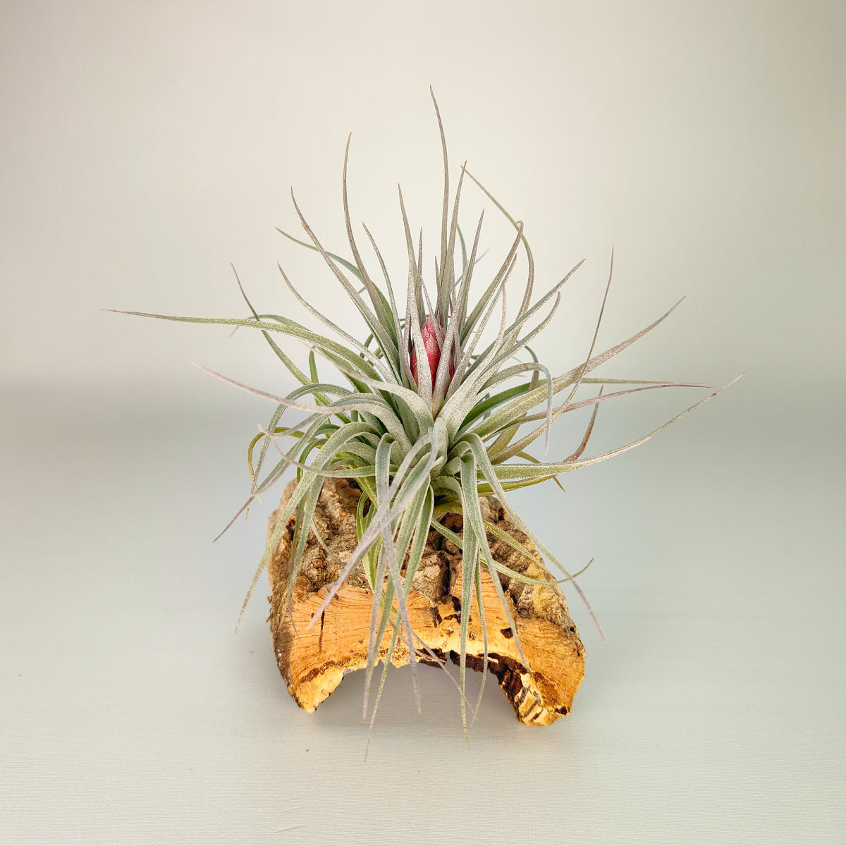 Tillandsia Houston Red Princess