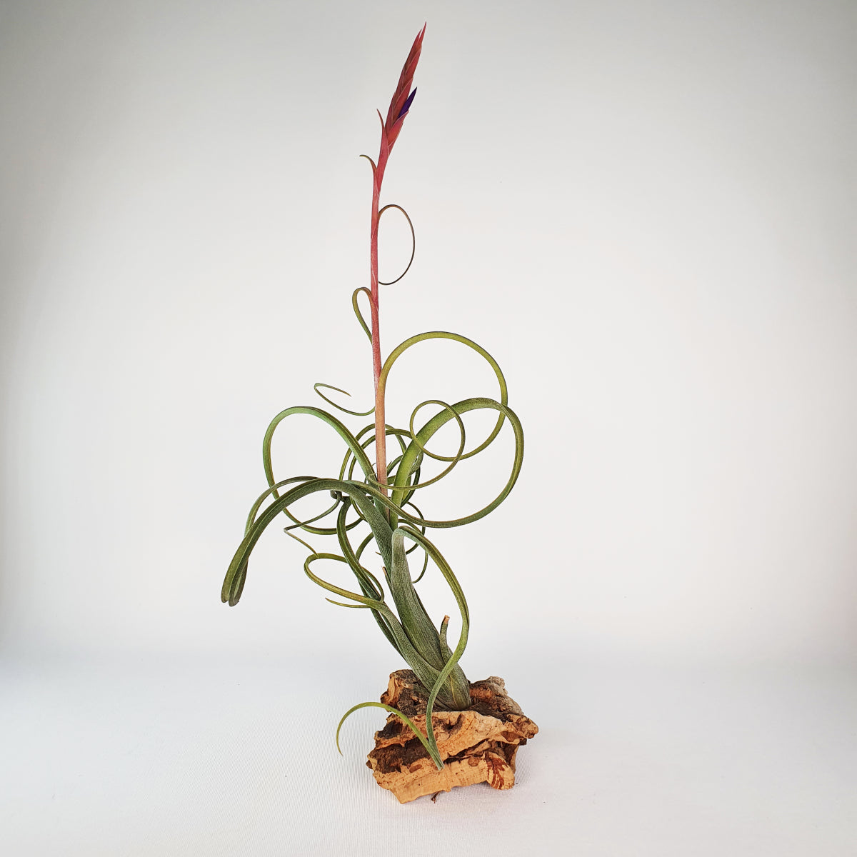 Tillandsia Mittelstufe