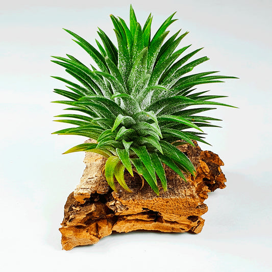 Tillandsia Ionantha Cone Type