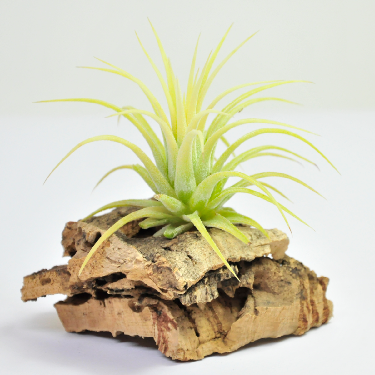 ionantha druid air plant tillandsia-ionantha-druid – Tillandsia Garden