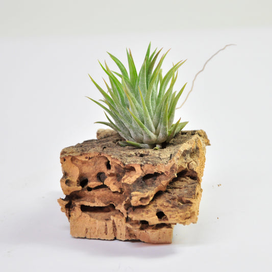 Ionantha Hazlenut Tillandsia