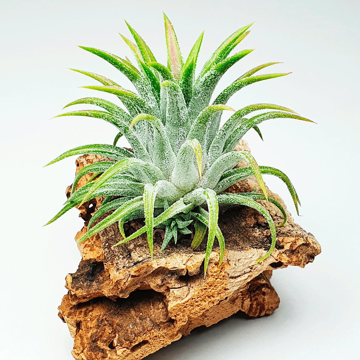 Ionantha Ionantha Gray Tillandsia