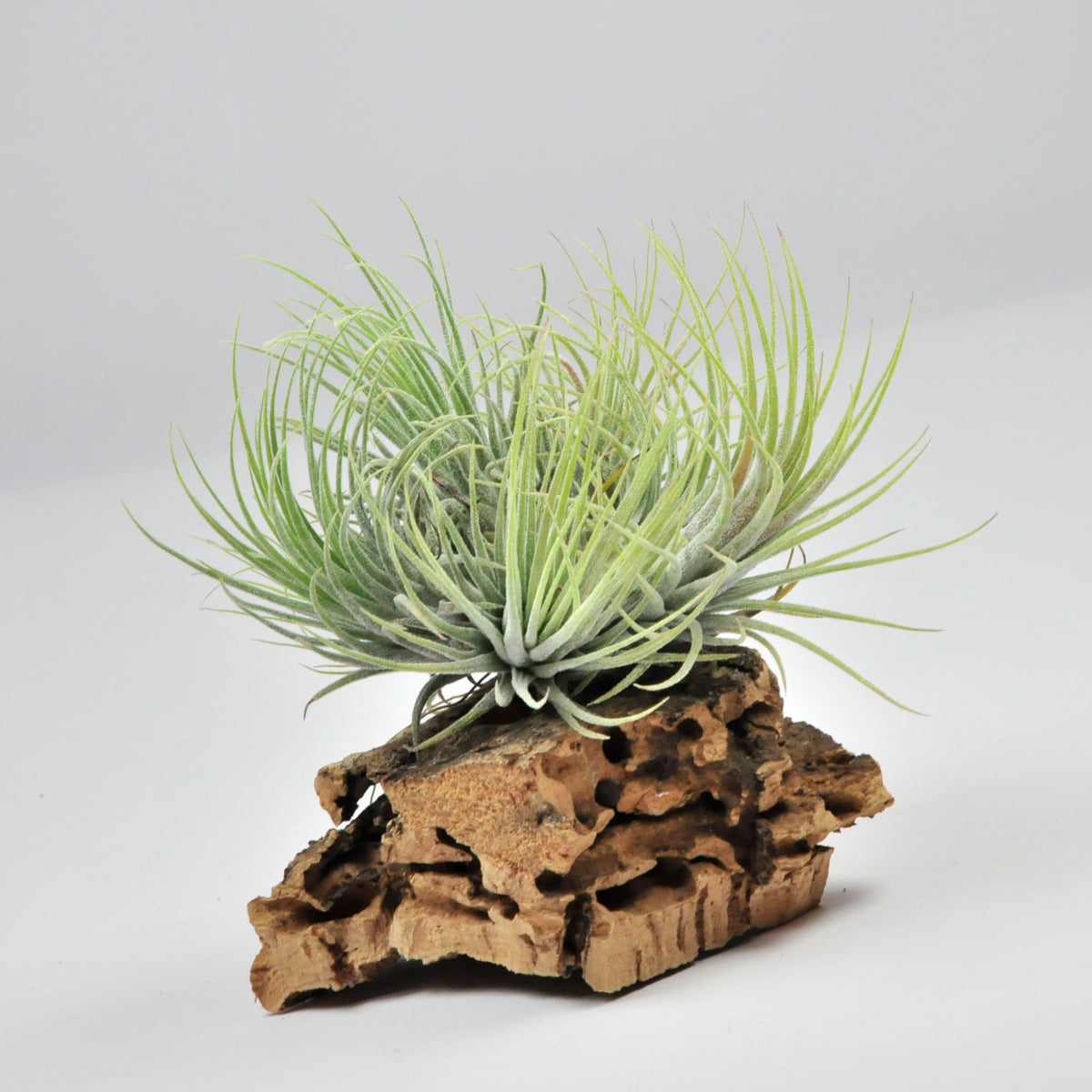 Ionantha ionantha pulk Tillandsia