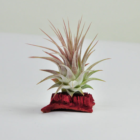 Ionantha ionantha Tillandsia