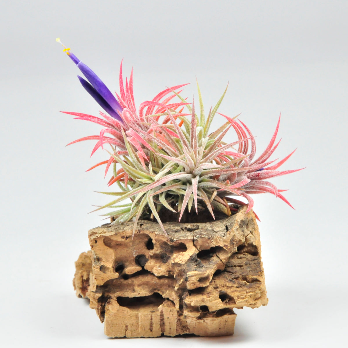 Ionantha mexico pulk L Tillandsia