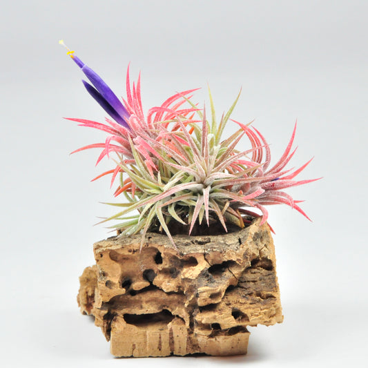 Ionantha mexico pulk L Tillandsia