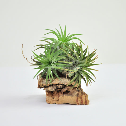 Ionantha Ron Pulk Tillandsia