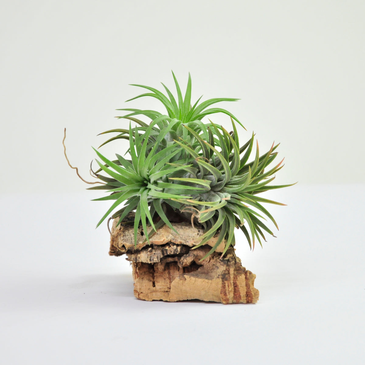 Tillandsia Ionantha Ron Pulk