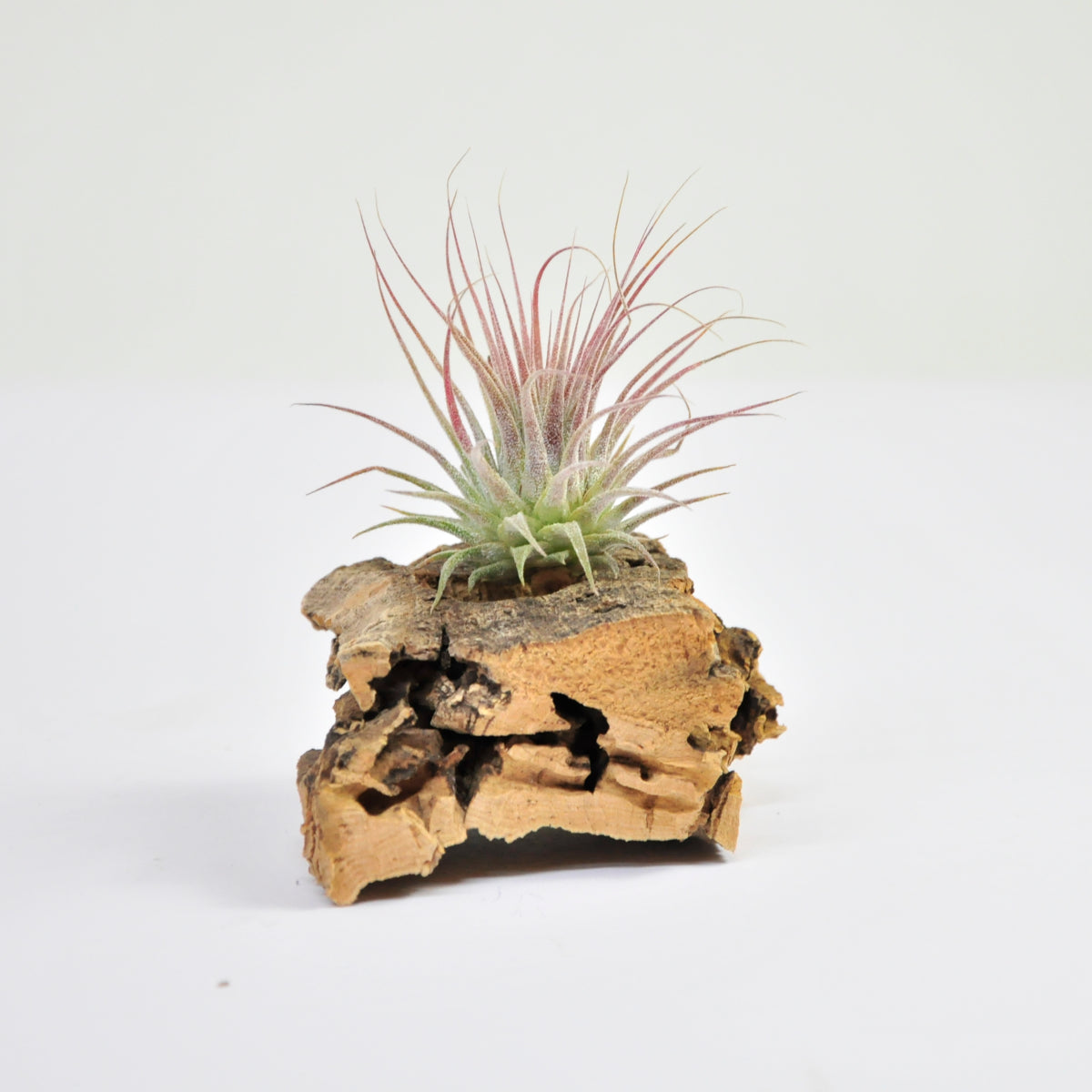 Ionantha rosea Tillandsia