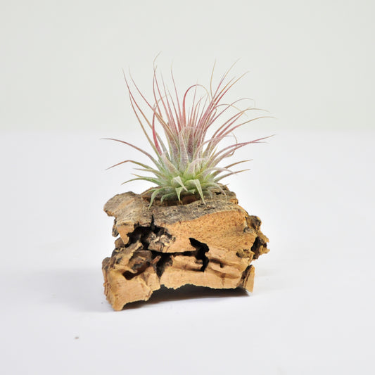 Tillandsia Ionantha Rosea