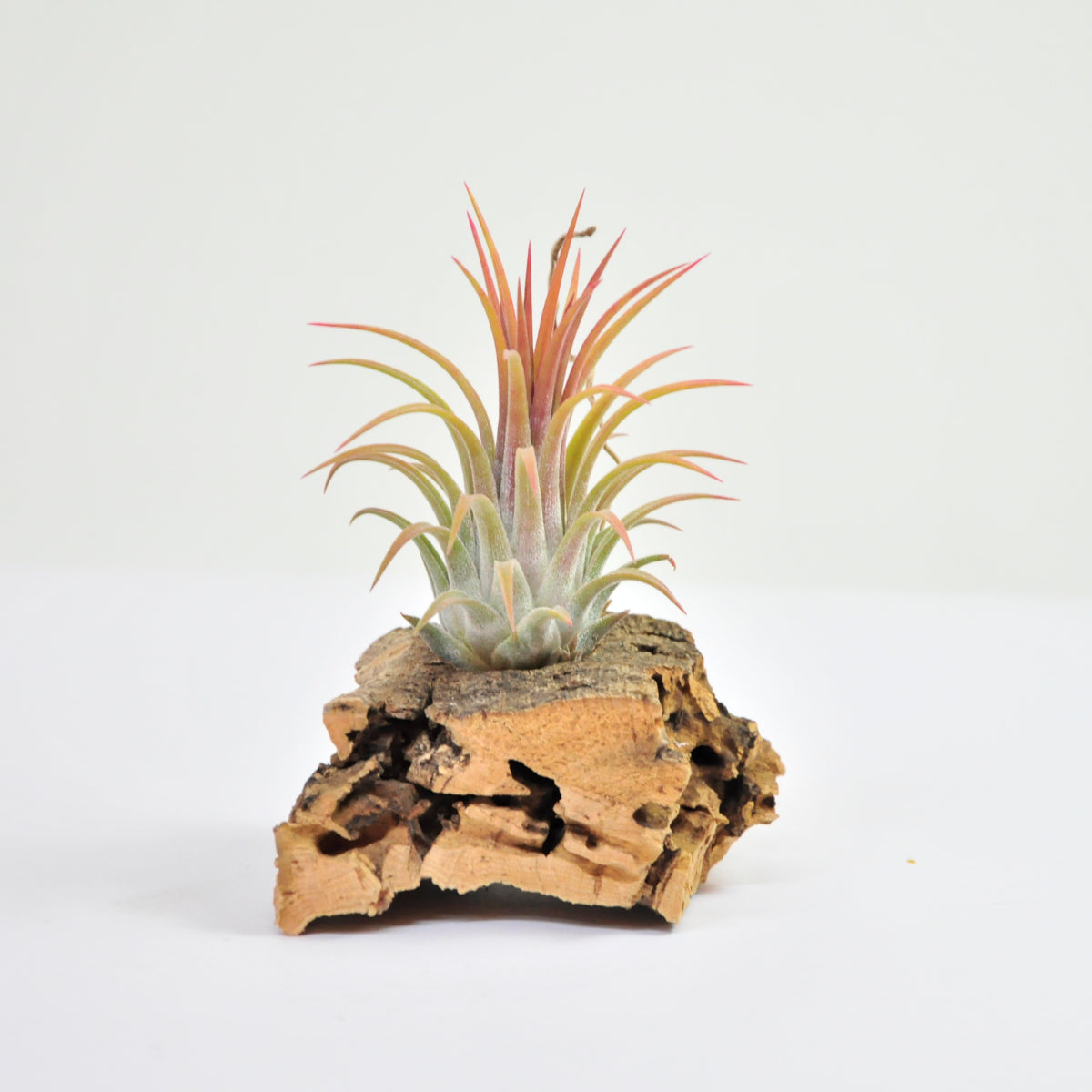 Ionantha rubra peach Tillandsia