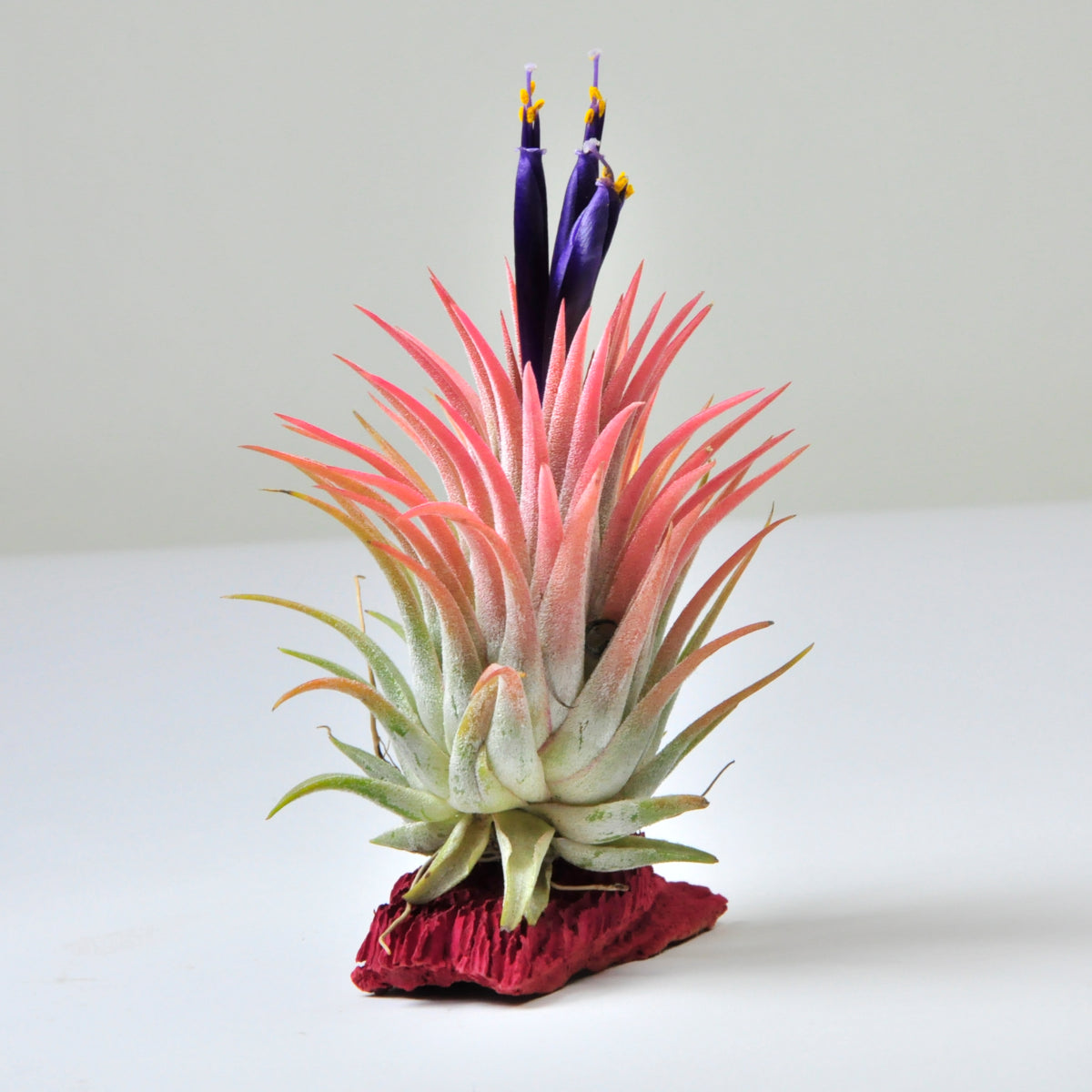 Tillandsia Ionantha Rubra