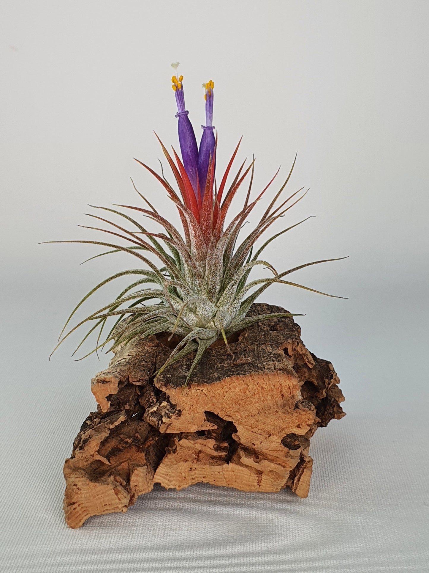 Ionantha silver Tillandsia