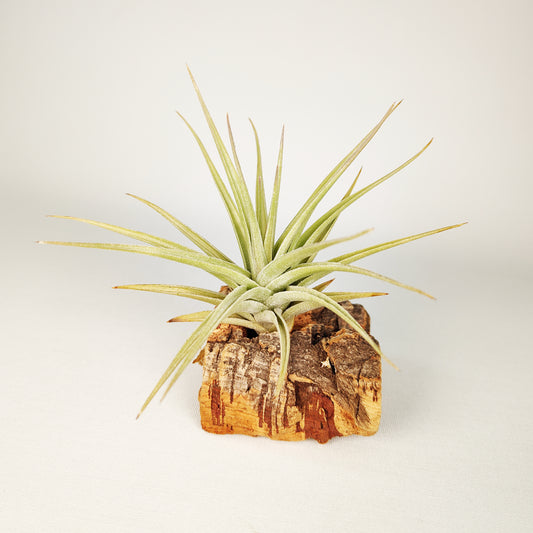 Tillandsia Ixioides x Bergeri