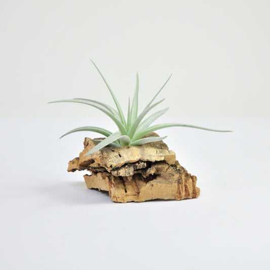 Jucunda Tillandsia