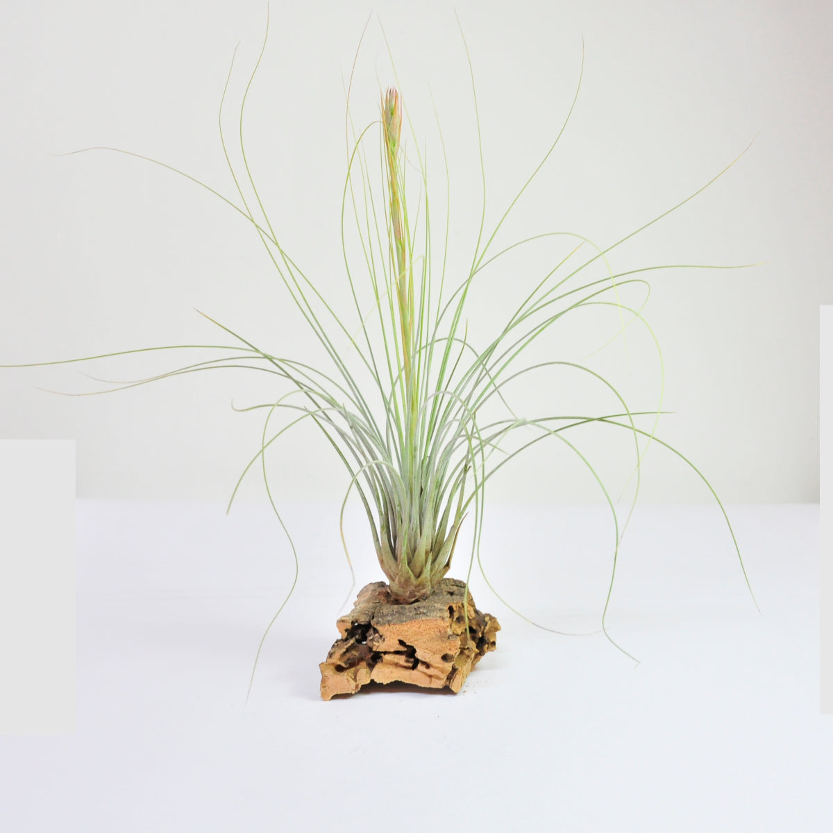 Juncea Tillandsia