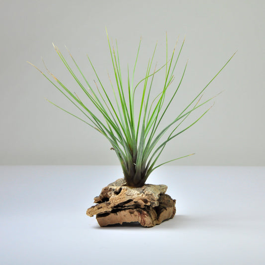 Juncifolia Tricolor Tillandsia